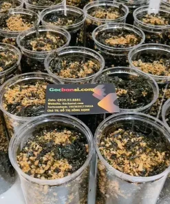 Burnt Garlic Seaweed Wholesale Price From Factory